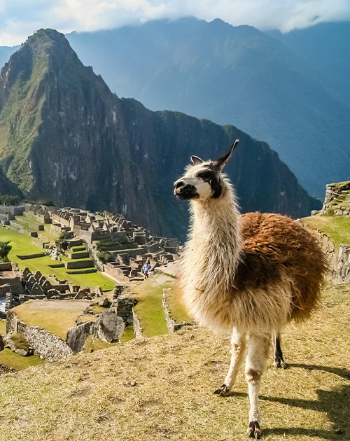 Machu Picchu